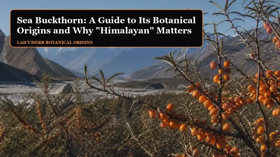 Sea Buckthorn: A Guide to Its Botanical Origins and Why "Himalayan" Matters